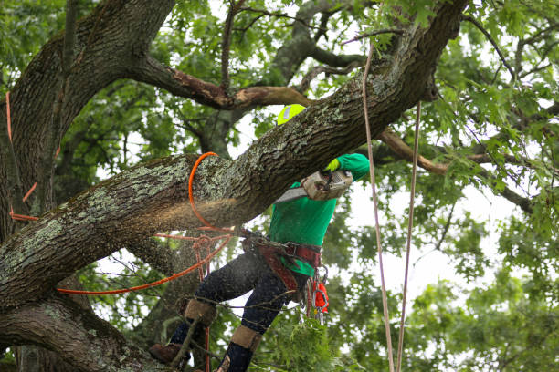 Best Arborist Consultation Services  in Hancock, MD